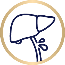 Icon of a liver that has bile acid spilling out of it